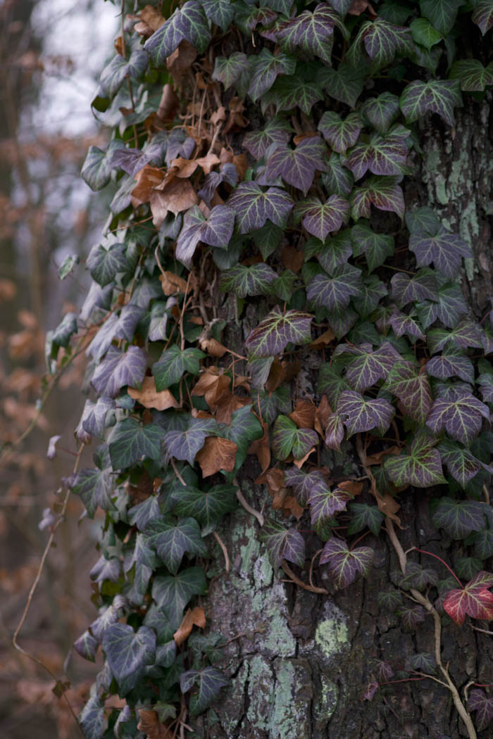 Deep purple vines formed around a tree trunk